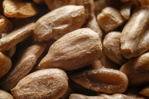 Peeled, roasted and salted sunflower seeds Stock Photos