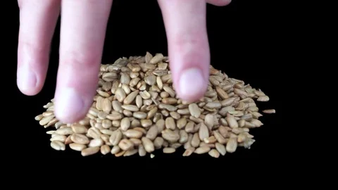 Peeled seeds close-up on a black background. Fried peeled seeds rotate 360 Stock Footage 117724370