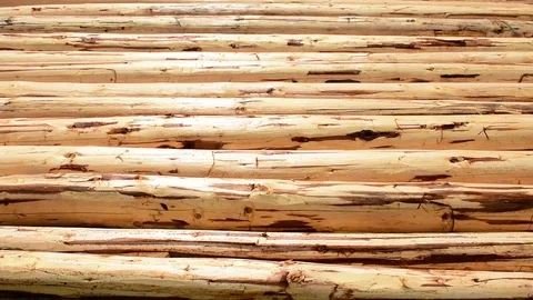 Peeled spruce logs after rain Stock Footage 110843220