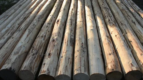 Peeled spruce logs Stock Footage 110837200