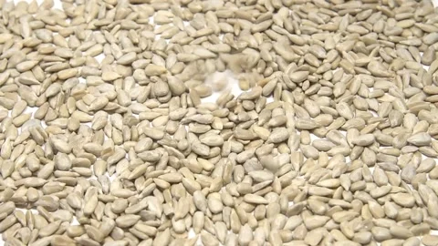 Peeled sunflower seeds falling down Stock Footage 189506715
