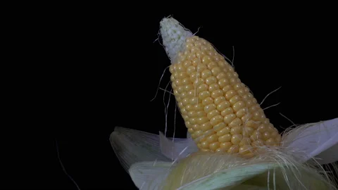 Peeled uncooked corn cob in leaves in 4K Stock Footage 159535636