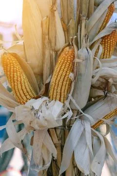 Peeled yellow corn. Stock Photos