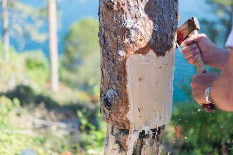 Peeling bark Stock Photos