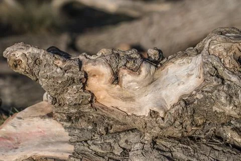 Peeling bark Fotos Stock