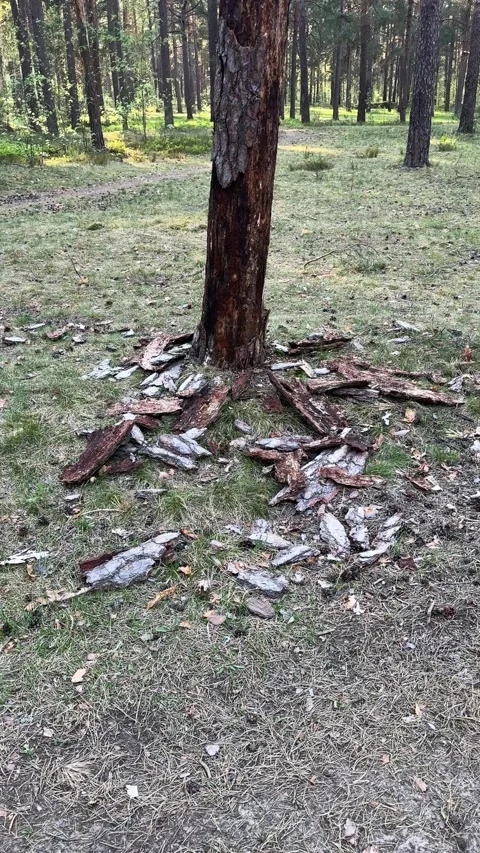 Peeling bark of a pine tree scattered around the base of a trunk  Stock Footage 334628780