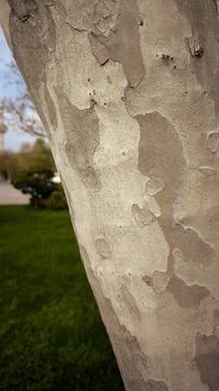 Peeling bark on plane tree trunk close up. Fotos Stock