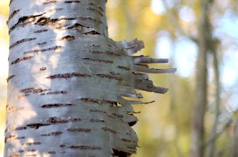 Peeling bark on a silver birch tree Stock Photos