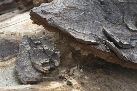 Peeling bark on tree Fotos Stock