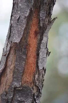 The peeling bark of a tree trunk. Stock Photos