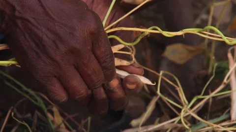 Peeling Beans Stock Footage 45423138