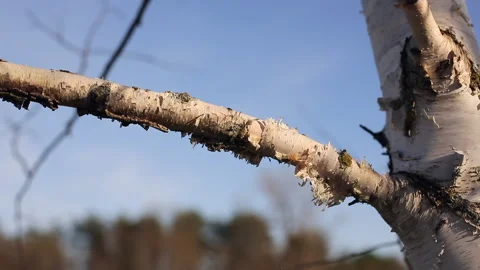 Peeling birch bark on branch in springtime at evening with orange sunlight .. Stock Footage 238949889