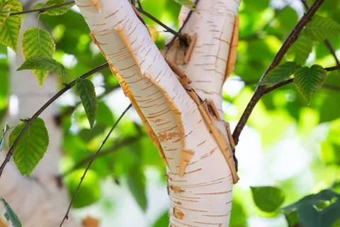 Peeling birch bark close-up. Stock Photos