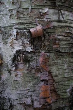 Peeling Birch Bark Texture Close-Up Foto stock