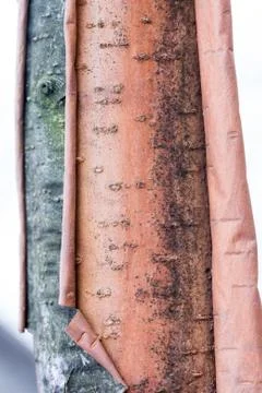 Peeling Birch Tree Trunk 写真素材
