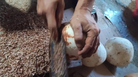 Peeling Coconut Husk with Simple Scraper Stock Footage 331968975