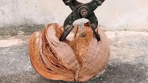 Is peeling coconut skin using a tool Stock Footage 318048987