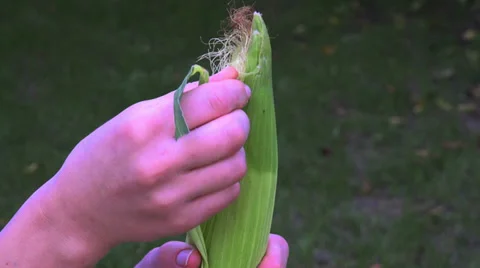 Peeling a corn cob Stock Footage 39908847