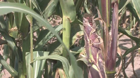 Peeling corn Stock Footage 12331488