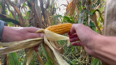 Peeling corn leaves video corn Video stock 252354943