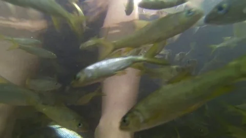 Peeling feet fish. Stock Footage 72153942