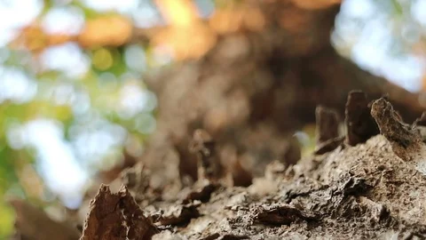 Peeling flaky bark of Burma padauk tree Stock Footage 88427853