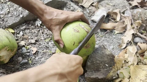 Peeling fresh coconut in farm get coconut fruit Stock Footage 304416505
