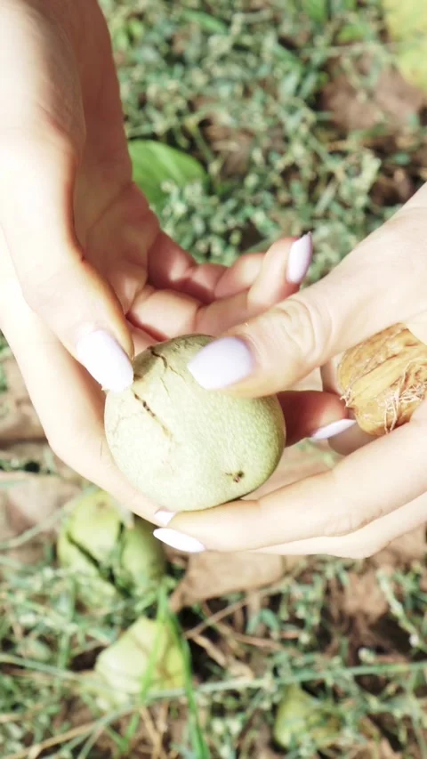 Peeling green husk off fresh walnuts in hands close up Stock Footage 346397194