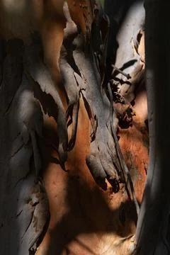 Peeling grey bark making pattern against salmon coloured eucalyptus tree trun Stock Photos