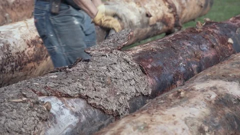 Peeling log with spud Stock Footage 104570354