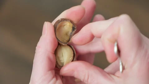 Peeling macadamia nuts hands of man with key to open shell close-up 動画素材 262663533