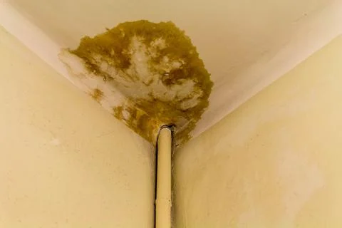 Peeling paint on the ceiling. Rusty water leaking pipe. Repair is required. Фото