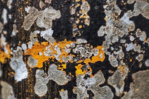 Peeling paint on an wall Stock Photos
