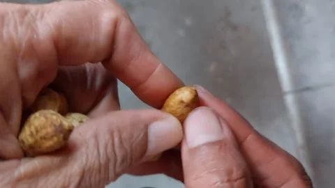 Peeling the peanuts and finding small seeds Stockbeeldmateriaal 264988845