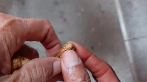 Peeling the peanuts, found two seeds Stock Footage 264958628
