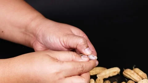 Peeling Peanuts by Hand Stockbeeldmateriaal 310282568
