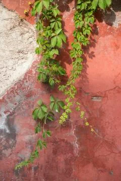 Peeling plaster in an ancient wall Stock Photos