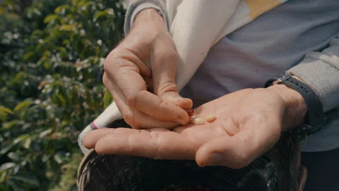 Peeling a Ripe Coffee Bean Stock Footage 270955434