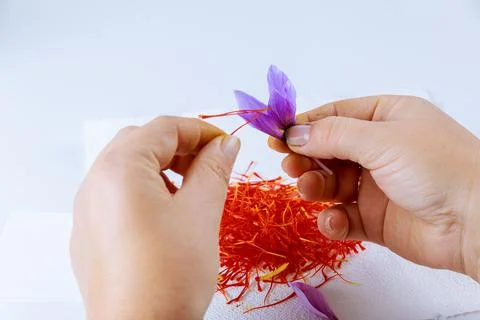Peeling saffron stamens from a crocus on a white background Stock Photos