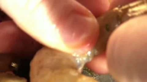 Peeling Shrimp &amp; Deveining Video stock 12610170