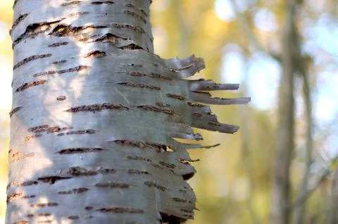 Peeling silver birch bark Stock Photos