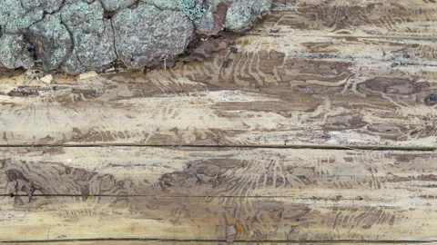 The peeling skin of the spruce tree with the bark beetle Stock Footage 138548277
