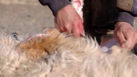 Peeling skins Video stock 71206238