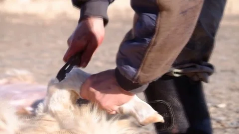 Peeling skins Video stock 71206291