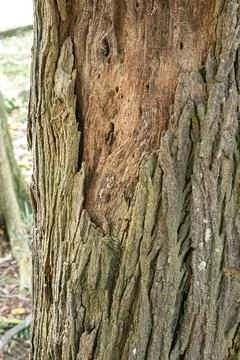 Peeling Tree Bark with Exposed Inner Wood Stock Photos