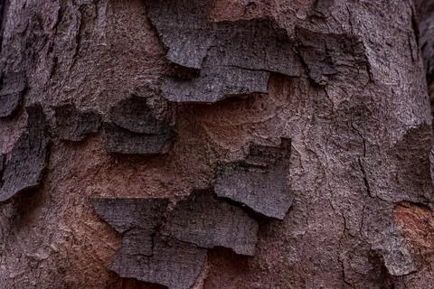 Peeling Tree Bark Texture Close-Up Background Stock Photos