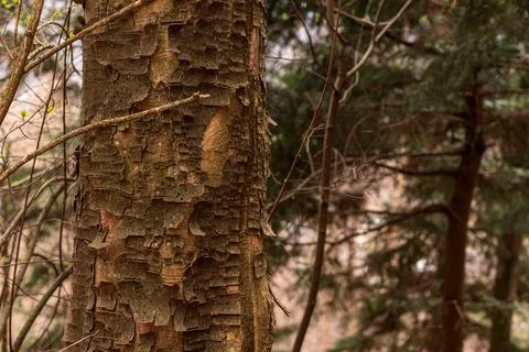 Peeling Tree Bark Texture on Forest Trunk with Natural Woodland Background Fotos de archivo