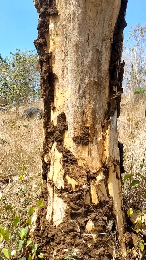 Peeling Tree Trunk in a Dry Field Stock-Footage 341796961