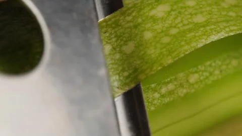 Peeling zucchini with grater close-up. Preparing some vegetables for cooking Stock Footage 264938443