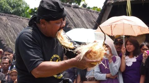 Peels a coconut with teeth Stock Photos